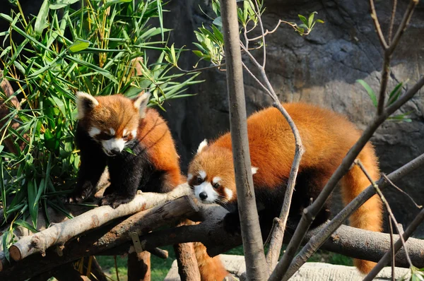 stock image Red panda