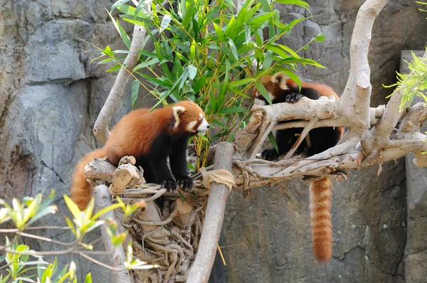 Red panda — Stock Photo, Image