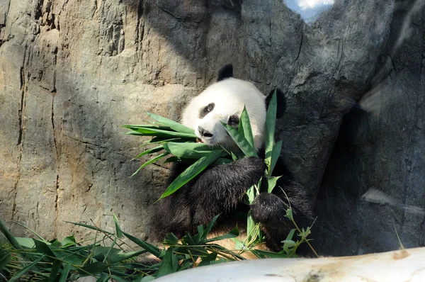 Panda gigante — Foto Stock
