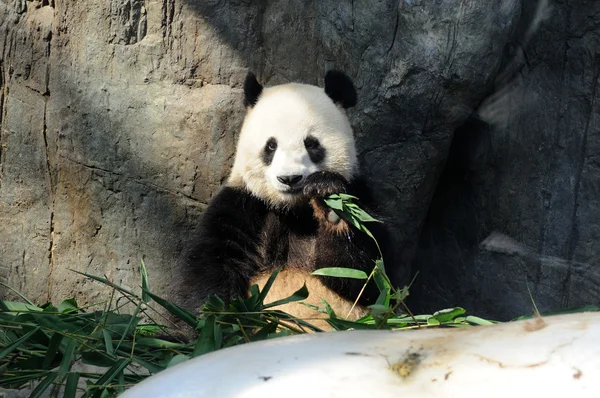 Giant panda — Stock Photo, Image