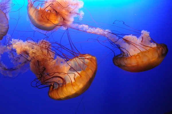 Medusas de naranja —  Fotos de Stock