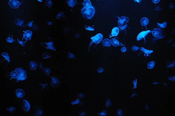 stock image Glowing jellyfish