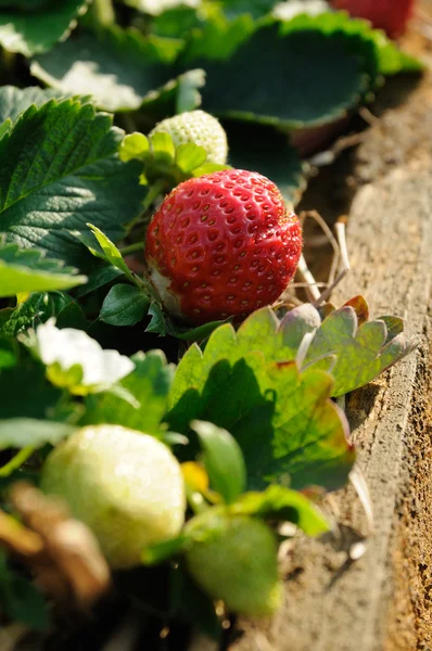 Erdbeeren am Weinstock — Stockfoto