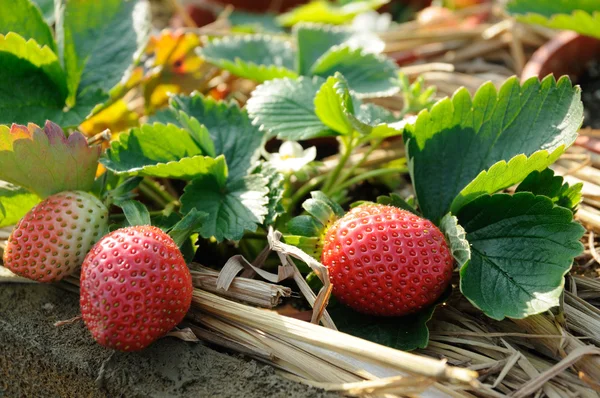 葡萄干上的草莓 — 图库照片