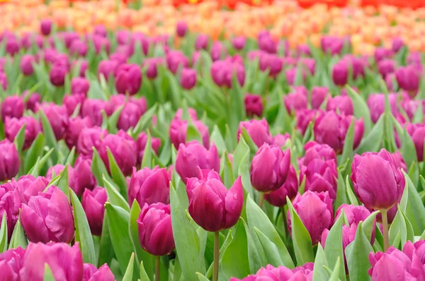 Campo de hermosos tulipanes —  Fotos de Stock
