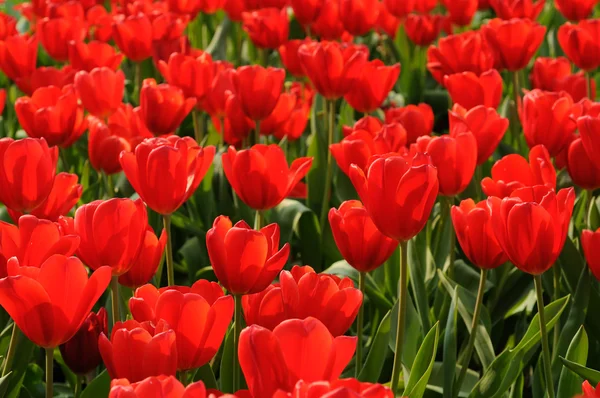Vackra röda tulpaner — Stockfoto