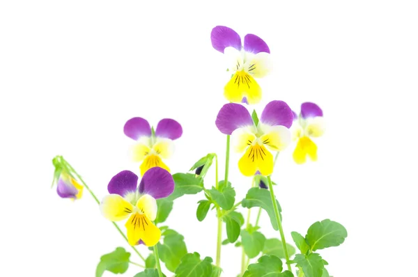 Viola-giallo margherite — Foto Stock