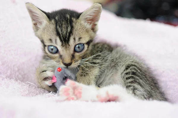 ねずみのおもちゃで遊ぶ子猫 — ストック写真