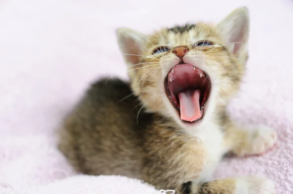 Yelling kitty — Stock Photo, Image