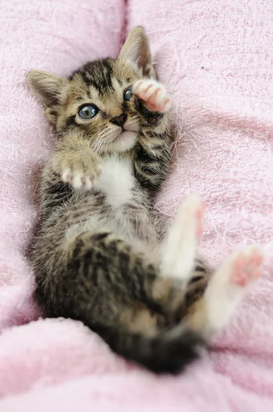 Lovely kitty — Stock Photo, Image