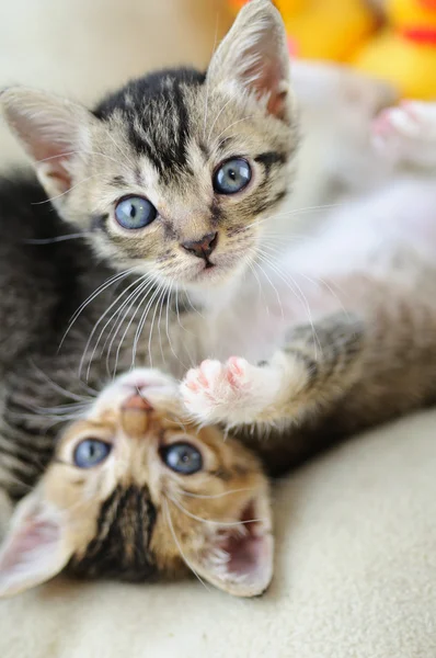 Lovely kittens — Stock Photo, Image
