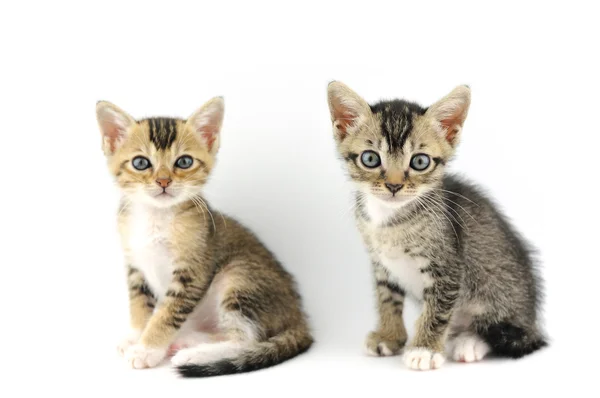 Małe kociaki — Zdjęcie stockowe