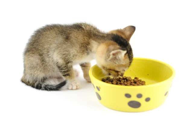乾燥した食糧を食べる子猫 — ストック写真