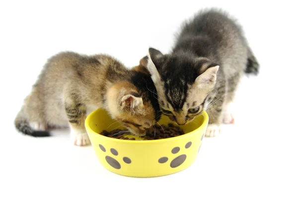 Kittens eating dry food — Stock Photo, Image