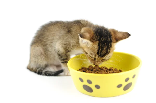 Кітті їсть суху їжу — стокове фото