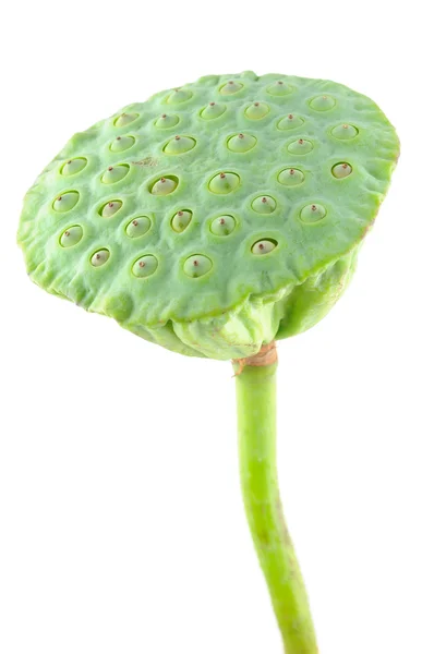 Lotosové semeno pod — Stock fotografie