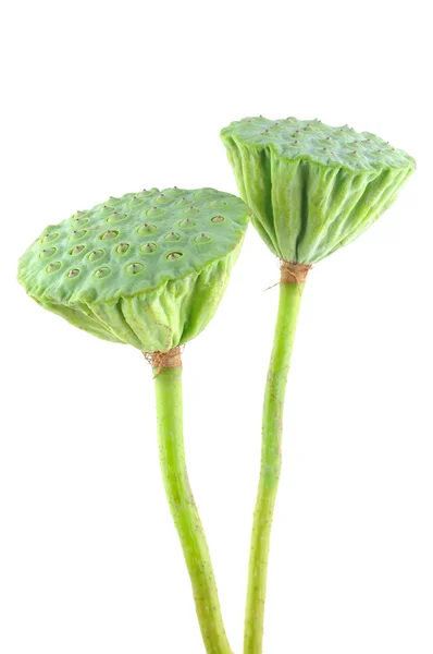 Капсулы семян лотоса — стоковое фото