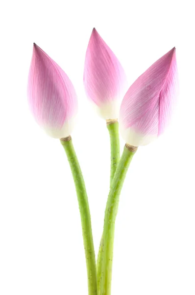 Lotusblumen — Stockfoto