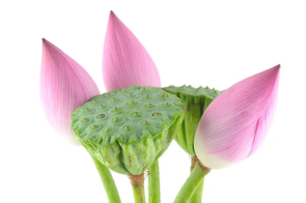 Kwiaty lotosu i strączki — Zdjęcie stockowe