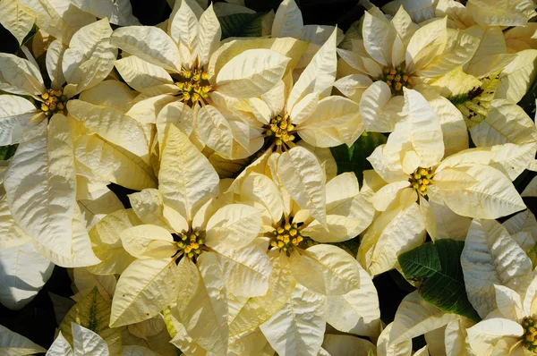 Branco poinsettia fundo — Fotografia de Stock