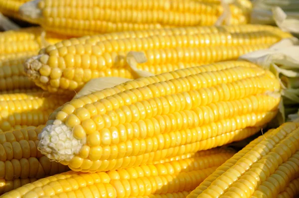Gele maïs op de kolf — Stockfoto