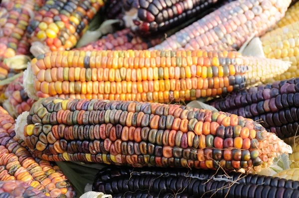 Indiai kukorica csövek — Stock Fotó