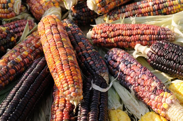 Індійська кукурудзи на качанів — стокове фото
