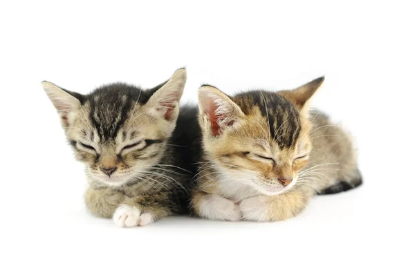 Kocięta do spania — Zdjęcie stockowe