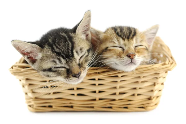 Котята в плетеной корзине — стоковое фото
