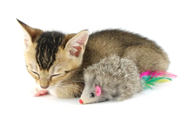 Спляча кошеня та іграшкова мишка — стокове фото