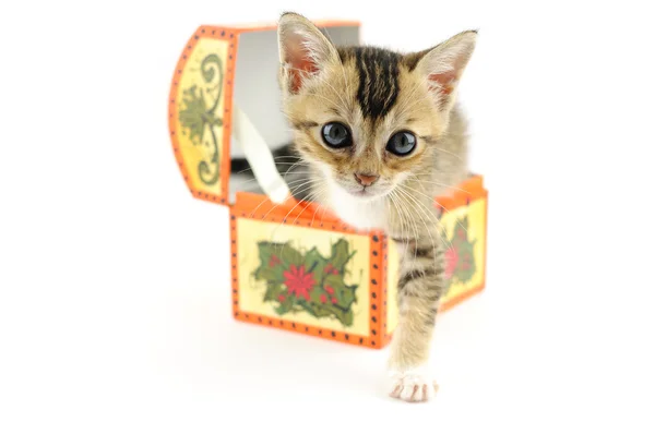 Kitty in treasure box — Stock Photo, Image