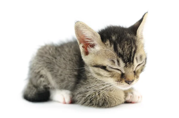 Gatinho adormecido — Fotografia de Stock