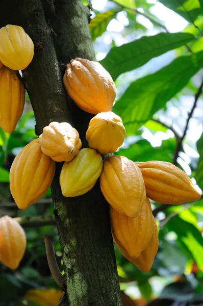 Kakaokapsler stockbilde