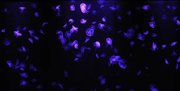 Светящиеся медузы Лицензионные Стоковые Изображения