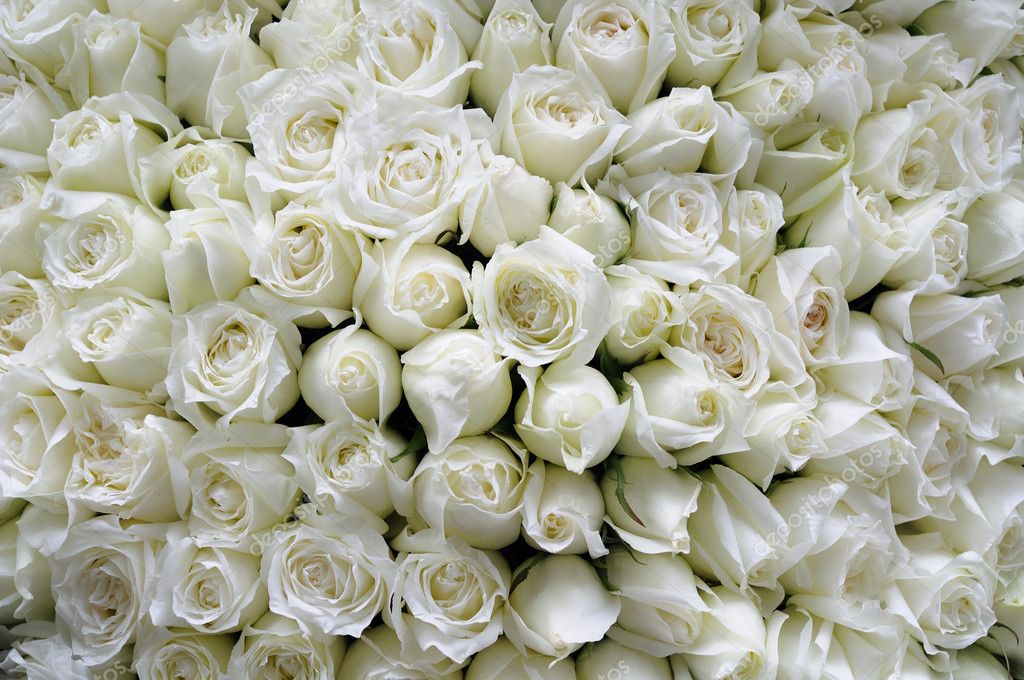 White rose Stock Photos, Royalty Free White rose Images | Depositphotos