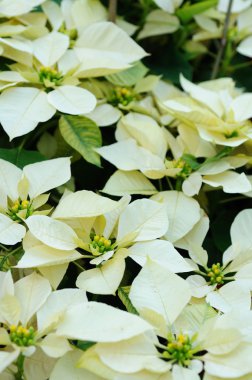 White poinsettia flowers