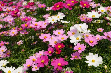 pembe cosmos alan