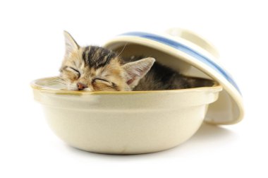 Kitty in bowl clipart