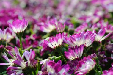 cineraria yakın çekim