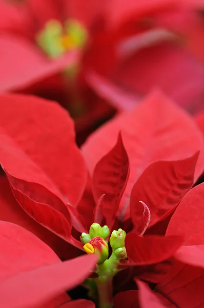 Röda julstjärna blomma närbild — Stockfoto