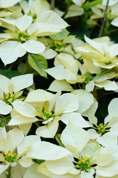 Fleurs blanches poinsettia — Photo
