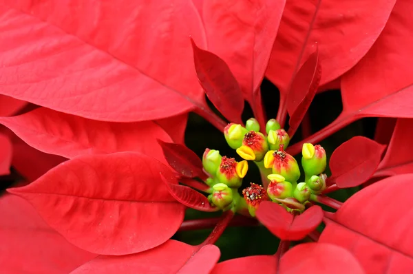 Closeup květina červená vánoční hvězda — Stock fotografie