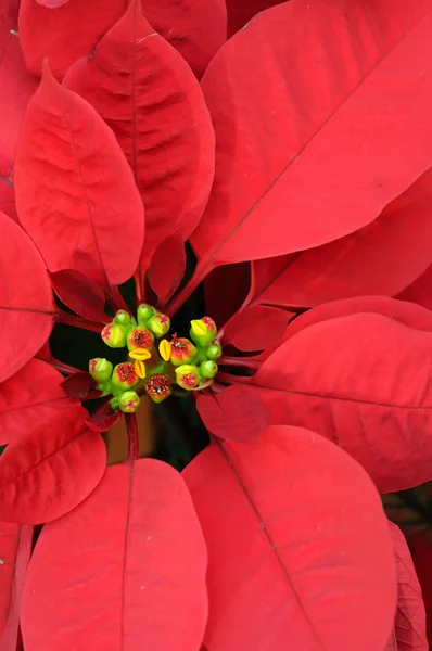 Closeup květina červená vánoční hvězda — Stock fotografie