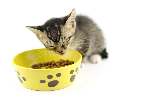 Kitty eating dry food — Stock Photo, Image