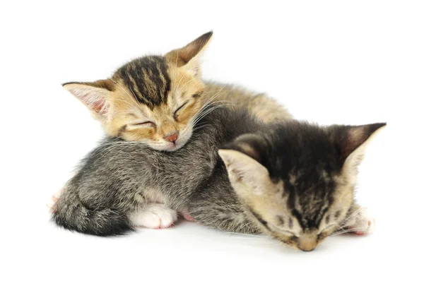 Sleeping kittens — Stock Photo, Image