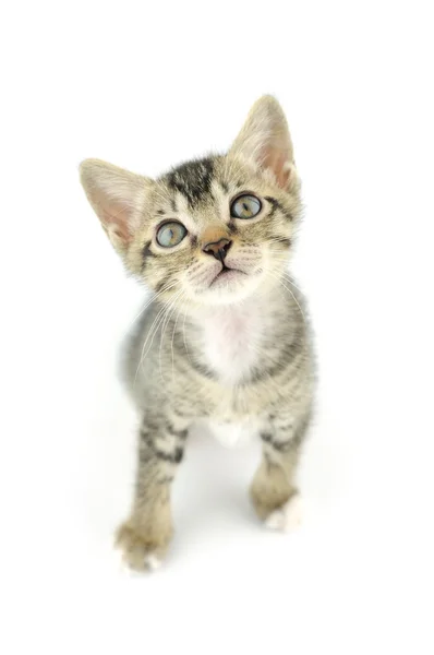 Lovely kitty — Stock Photo, Image