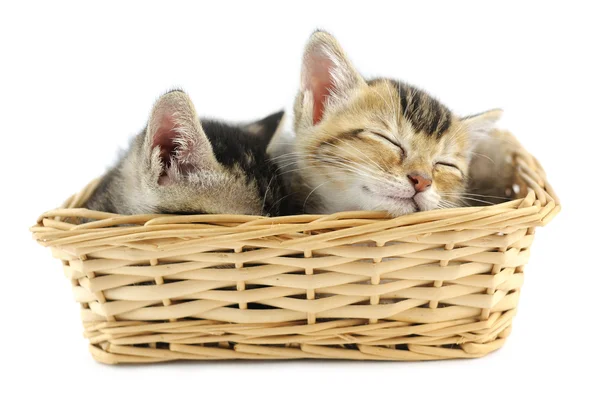 Kittens in wicker basket — Stock Photo, Image