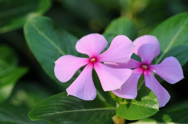 stock image Pink periwinkle flowers