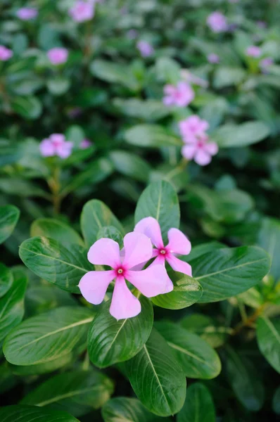 stock image Pink periwinkle flowers