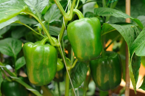 Cultivo de pimenta verde — Fotografia de Stock